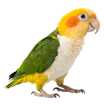 White bellied caique isolated on transparent background