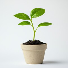Small plant with green leaves in a beige pot on white background