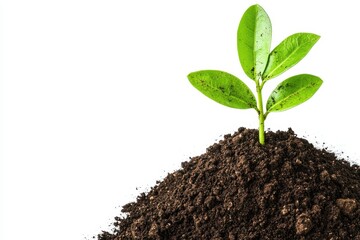 Young sprout emerging from soil