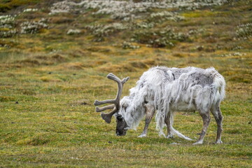 Svalbard reindeer (Rangifer tarandus platyrhynchus) grazing in  field at the edge of town, in Longyearbyen, Svalbard, Norway © Angela