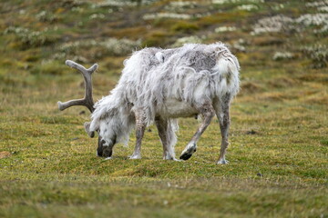 Obraz premium Svalbard reindeer (Rangifer tarandus platyrhynchus) grazing in field at the edge of town, in Longyearbyen, Svalbard, Norway