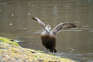 Female common eider (Somateria mollissima) flapping her wings beside a pond in Longyearbyen,...