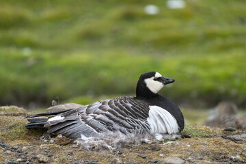 Barnacle goose (Branta leucopsis) sitting on a nest in Longyearbyen, Svalbard, Norway