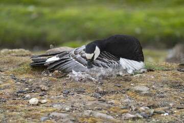 Barnacle goose (Branta leucopsis) sitting on a nest in Longyearbyen, Svalbard, Norway