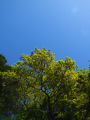 新緑と空