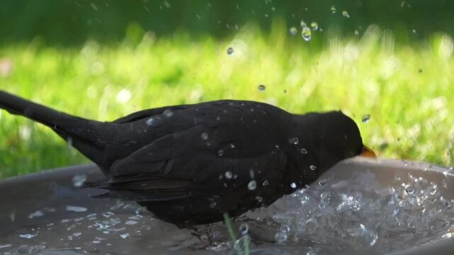 Amsel badet in einer Vogeltr&auml;nke: Natur im eigenen Garten