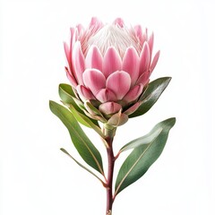 Isolated pink protea flower on white background