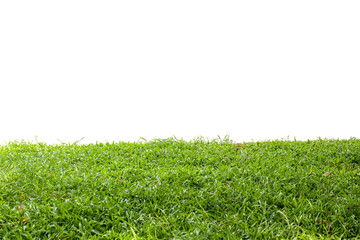 green grass isolated on white