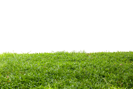 green grass isolated on white - Powered by Adobe