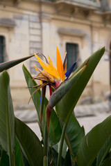 Strelitzia Reginae flower in Poggiardo Town, Italy