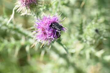 bee on thistle