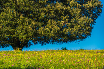 Primavera bajo la encina