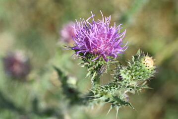 thistle in bloom