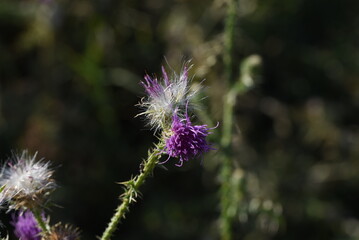 bee on thistle