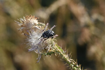 bee on a flower