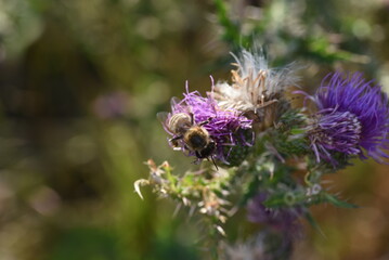 bee on thistle