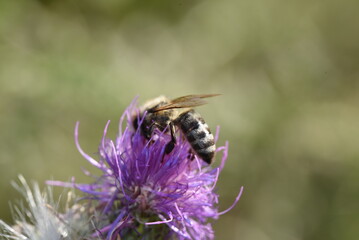 bee on a flower