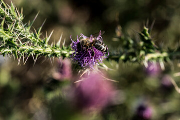 butterfly on thistle