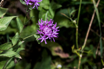 purple thistle flower