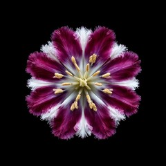 A Striking Purple and White Fringed Tulip Blossom on Black: A Floral Macro Revealing Delicate Details and Textural Beauty