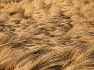 Pink muhly changes color in fall