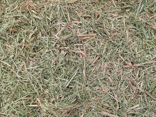 Close up of dried rice straw texture background 