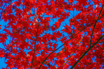 赤く染まる紅葉
