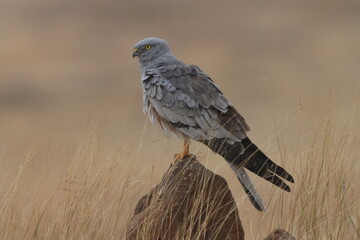 This striking image captures Montagu’s Harrier, a slender and elegant bird of prey known for its graceful flight over open grasslands and agricultural fields. With its long wings, narrow body, and eye