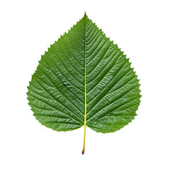 Fototapeta premium Chestnut tree leaf png