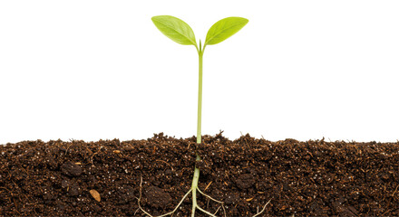 Isolated Plant Sprout with Roots in Soil