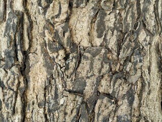 Close up of tree bark surface texture background 