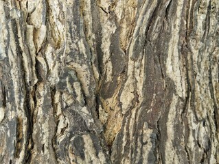 Close up of tree bark surface texture background 