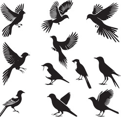Obraz premium silhouette birds