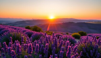 Naklejka premium Sunset illuminates vibrant lavender blossoms on Valensole Plateau, Provence, summer, vibrant