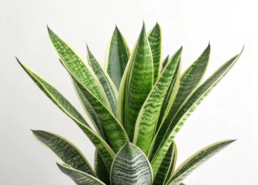 snake plant on white bakground