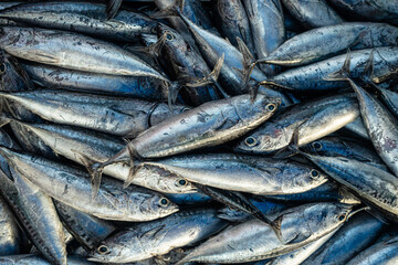 Obraz premium Background of various school of tuna fish sell in traditional fishery market Thailand
