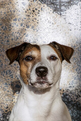 Dog. A pet. Jack Russell Terrier. Portrait of a cute purebred dog. The Year of the Dog.