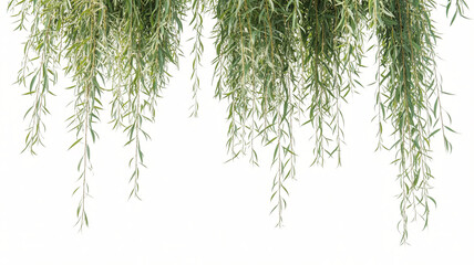 Fototapeta premium green dill isolated on white background