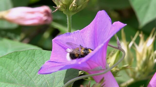 Bee Bumblebee on purple pink bindweed flower.
