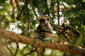 Red Colobus Monkey in Zanzibar, tropical wildlife