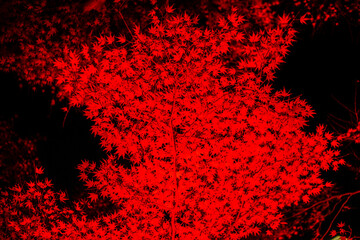 紅葉のライトアップ