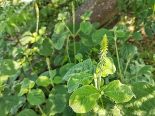 prickly chaff flower (Achyranthes aspera) in outdoor garden 