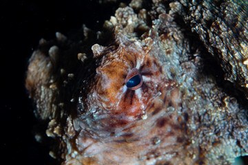 A well camouflaged Reef octopus, Octopus cyanea, crawls on top of a coral reef in Halmahera, Indonesia. This is probably the most common octopus species on shallow, Indo-Pacific reefs.