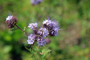 Macro image of Fiddleneck blooms, Lincolnshire England

