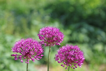 Trio of Giant Onion flower heads, Lincolnshire England
