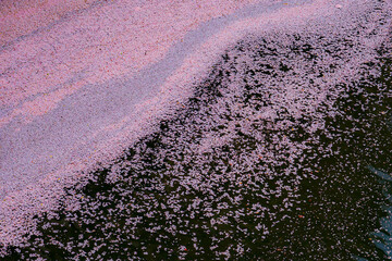 桜の花びらと水の動き