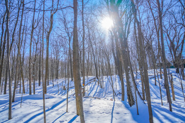冬の森の風景（シュミの森）