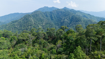 Obraz premium Lush green rainforest covering rolling hills and mountains under a partly cloudy sky.