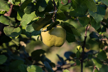 quince one a tree