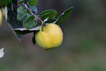 quince one a tree